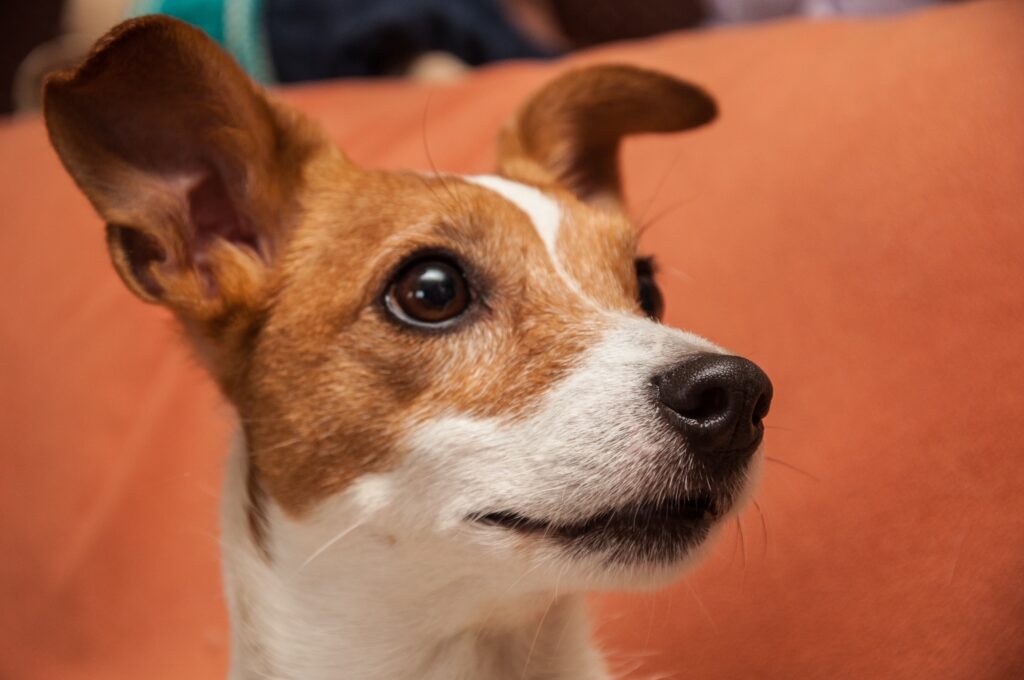 Исходная фотография портрет домашнего питомца. 50х40 см.